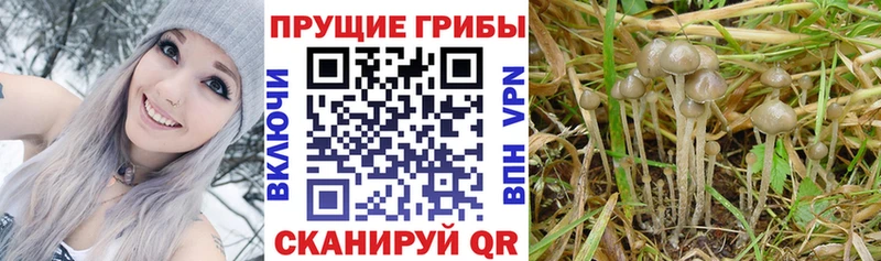 Псилоцибиновые грибы GOLDEN TEACHER Красногорск